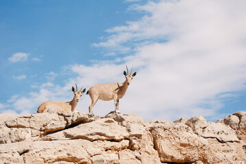 Ibex in the Negev desert in Mitzpe Ramon on the rim of the crater Machtesh Ramon, wildlife in Israel, Ein Gedi