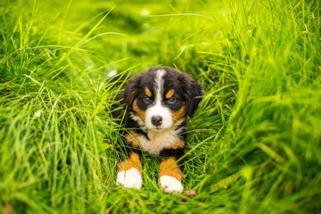 Dog Bernese Mountain Dog puppy lies in the grass. Pet walk in the park. Animal protection concept...