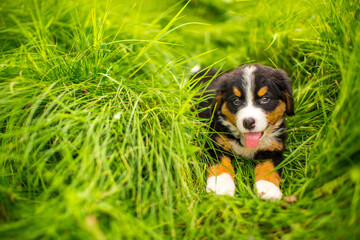 Dog Bernese Mountain Dog puppy lies in the grass. Pet walk in the park. Animal protection concept with copy space for text.