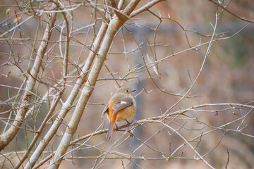日本、冬、神奈川県、木の枝で休む小鳥