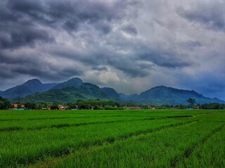 rice field with beautiful clouds and hills 