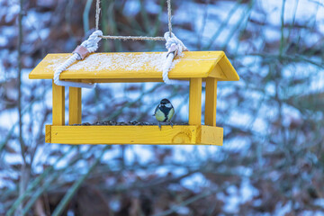 A bird feeder with a sunflower is hanging on a tree branch. There is a tit in the feeder.