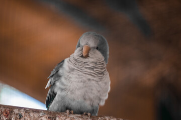 A fluffy blue monk parrot sits in an aviary. Satisfied parrot.