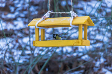 A bird feeder with a sunflower is hanging on a tree branch. There is a tit in the feeder.