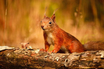 Close-up of red squirrel looking cute and curious for food or a nut