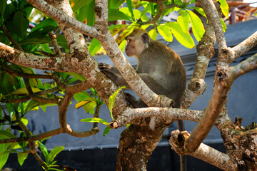 Monkey on tropical tree. Nusa Penida, Indonesia