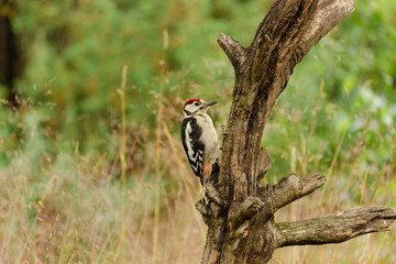 Great spotted woodpecker searching for food in a tree in the middle of a forest