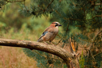 Jay (Garrulus glandarius) resting on a tree brach with pine trees in the background isolated blurry background