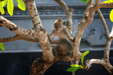 Monkey on tropical tree. Nusa Penida, Indonesia