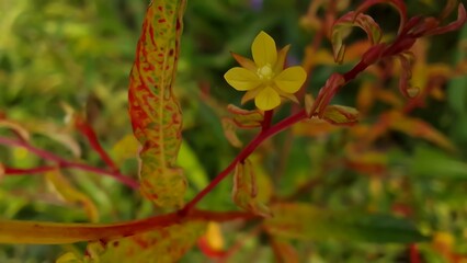 Beautiful tiny yellow flower