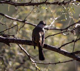 Ash-Throated Fly Catcher looking over their should on a mesquite branch they are perched on in 