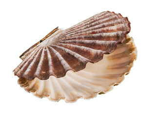 Open shell of great scallop shellfish isolated on a white background. Pecten maximus or jacobaeus....