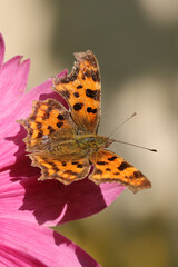 Robert-le-diable (Polygonia c-album)