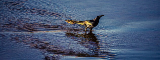 Great-tailed Grackle in the water with sun reflecting off it's feathers