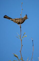 Female Northern Phainopepla perched on a the top branch of a tree against a blue sky