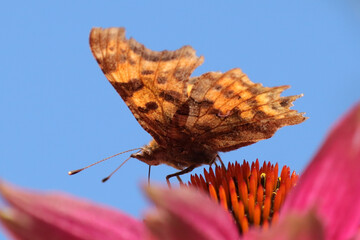 Robert-le-diable (Polygonia c-album)