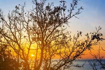 Obraz na płótnie Canvas closeup bush silhouette on sunrise background, early morning natural scene