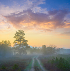 beautiful wet pine forest in mist at the sunset, natural outdoor background