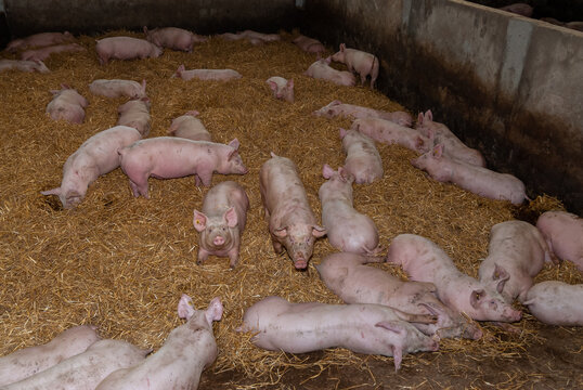 Elevage de porcs sur paille. Bien &ecirc;tre animal