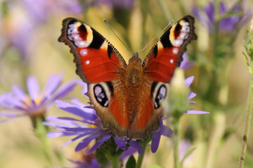 Paon du jour (Aglais io)