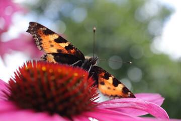 Petite Tortue (Aglais urticae)
