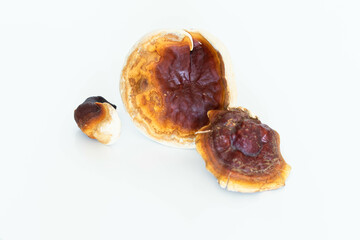 dried apricoDried Ganoderma Lucidum Mushroom isolated on white background. Ling Zhi Mushroom. Chinese traditional medicinets isolated on white background
