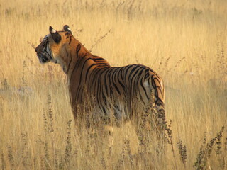 TIGER ON HUNT
