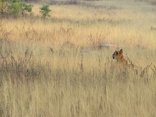 TIGER ON HUNT