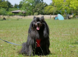 シャボン玉と黒ポメラニアン