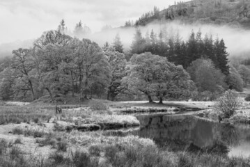 Black and white Beautiful Autumn landscape image of River Brathay in Lake District lookng towards Langdale Pikes with fog across river and vibrant woodlands