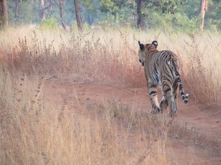 TIGER ON HUNT