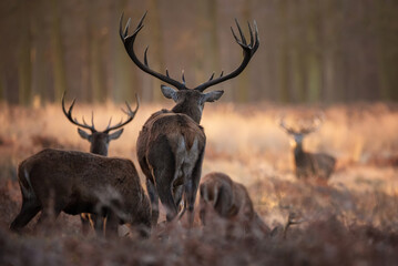 Stunning picture of a herd of red deer stags Cervus Elaphus in glowing golden dawn sunlight in forest landscape scene with stunning light