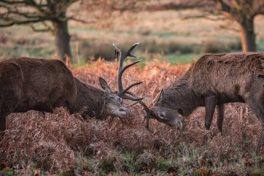 Beautiful image of red deer stags Cervus Elaphus fighting with antlers during rut season in golden forest landscape