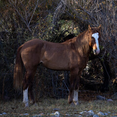 Wild horse standing tall against thick trees and brush in the desert. Descendant of US Army Calvary Horse