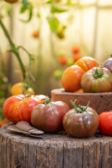 Tomatoes in greenhouse from bio farming on stump.