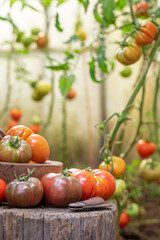 Ripe tomatoes in a small backyard greenhouse.