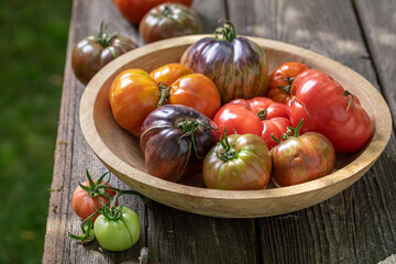Different varieties of tomatoes in wooden bowl in the garden.