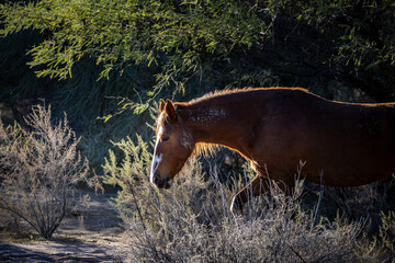 Wild feral horse emerging from the woods