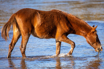 Young wild feral horse drinking from a river