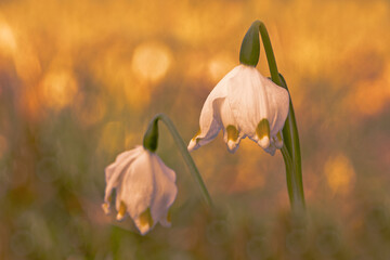 Sag es mit Blumen