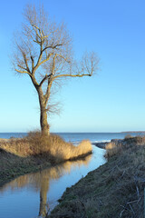 Fototapeta na wymiar Bare tree at the creek mouth flowing into the Baltic Sea against a blue sky in Redewisch near Boltenhagen, coast landscape in northern Germany on a sunny day, copy space