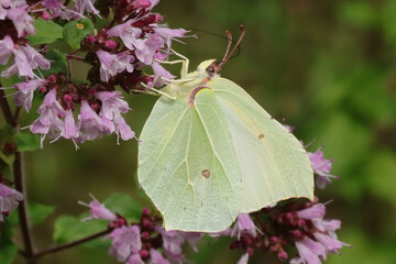 Citron (Gonepteryx rhamni)
