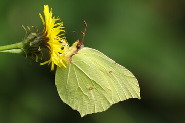 Citron (Gonepteryx rhamni)