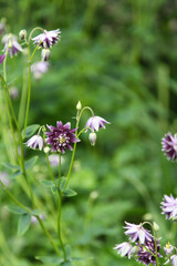 Flower in garden, Granny's bonnet