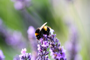Bee on lavender flower