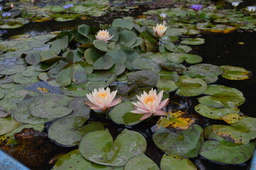 pink water lily