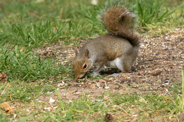 Naklejka na ściany i meble Hungry Grey squirrel, sciurus carolinensis, scratching around for winter food on grass