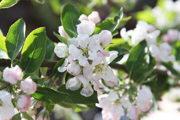 Apple blossom on tree in spring