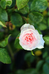Pink rose flower up close