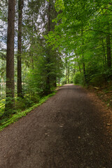 Fototapeta na wymiar forest road through synevyr natural park. countryside summer landscape on a sunny day. green nature environment. popular travel destination